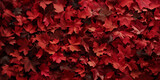 Fototapeta  - red leaves background. red maple leaves