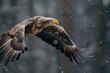 Graceful and powerful, a bald eagle soars through the wintry landscape, its accipitridae wings cutting through the snow-covered sky