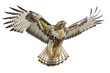 common buzzard in flight, isolated on transparent png