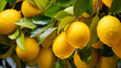 lemons on the tree in the garden