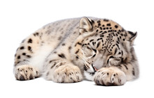 Sleeping Snow Leopard Resting Laying On The Ground