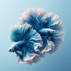 Wall Mural - Two blue and white betta movement beautiful, Siamese fighting fish on pastel blue background. generative ai