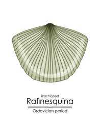 Poster - Rafinesquina, an Ordovician period brachiopod. Colorful illustration on a white background