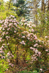 Canvas Print - Beautiful blooming tree rhododendron (Rhododendron arboreum) in the botanical garden