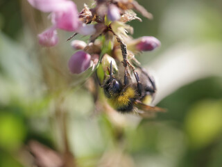 Canvas Print - European bee sucking pollen and nectar