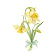 Watercolor hand drawn yellow narcissus with a bow. Watercolor spring flowers. Botanical illustration of daffodils for typography, prints and your design