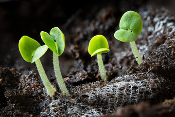 Wall Mural - Little sprouts of basil emerging after five days of growth.