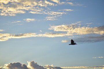 Wall Mural - Pelicans over the waves of the coast in the Sunrise in Los cabos, Mexico