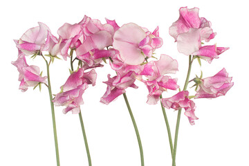 Wall Mural - sweetpea flower