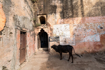 Sticker - A cow standing outside the weathered walls of an ancient temple in the town of Orchha.