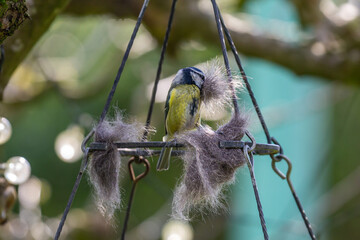 Wall Mural - A blue tit collecting cat fur left on a bird table, to use for nest building