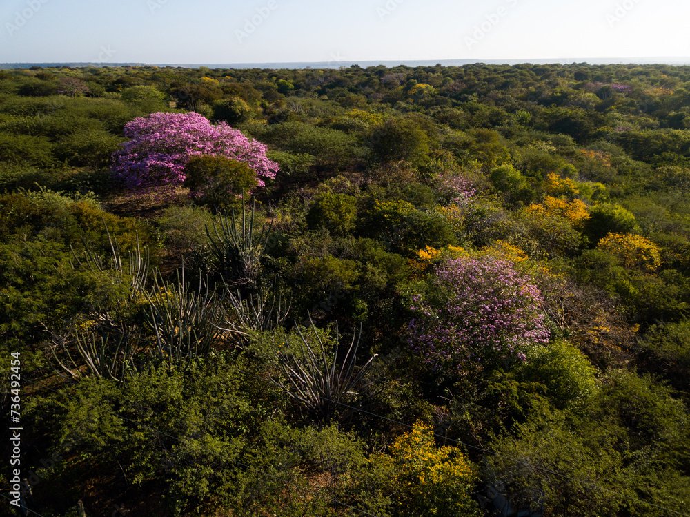 mata florida de caatinga, vegetação típica do nordeste brasileiro Stock ...