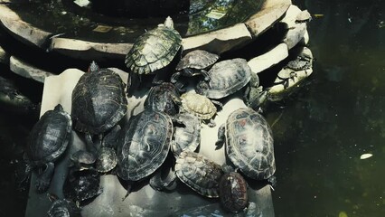 Wall Mural - Tortoise rest in temple in Xian city