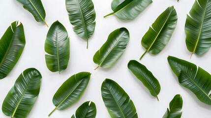 Wall Mural - Set of Tropical leaves isolated on white background.