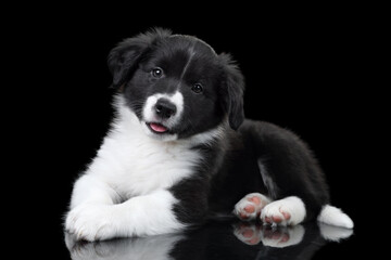 Wall Mural - Cute black and white border collie puppy on a black background