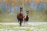 Fototapeta Konie - Pinto mare with a foal in the field in autumn