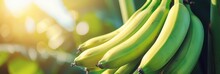 Ripe Bananas Growing On Tree In Greenhouse, Healthy Fruits Concept With Space For Text.