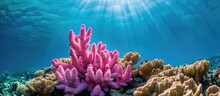 Pink Stony Coral, Acropora Nasuta, Found On A Tropical Seabed, Retreats Underwater.