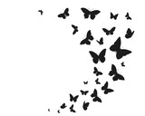 Fototapeta Motyle - butterflies on white background