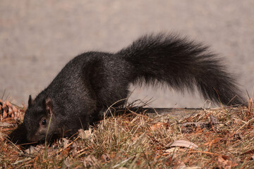 Poster - Eastern Grey Squiirrel scrounging for scraps under bird feeder