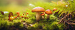mushrooms in green moss. Gathering mushroom