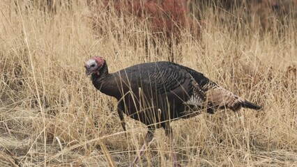 Wall Mural - A wild turkey walks through brown grass on a wet winter day, running it's beak along the blades of grass to gather drops of rain to drink.