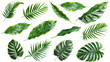 Collection of Various Green Tropical Leaves on a White Background