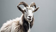 full body of a wild goat, isolated white background
