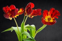Three Flowers Of The Parrot Tulip (Tulipa) On A Dark Background, Bavaria, Germany, Europe
