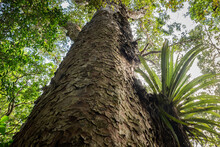 Looking Up A Coastal Kauri Tree 