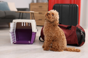 Sticker - Travel with pet. Cute dog, carrier and bag on floor indoors