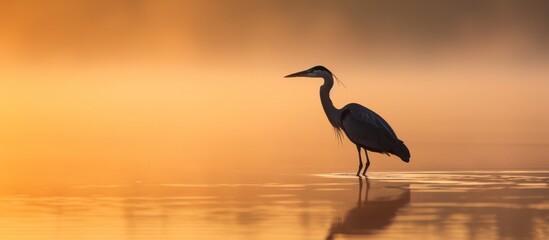 Wall Mural - a cranelike bird is standing in the water of a lake during sunset in a beautiful natural landscape