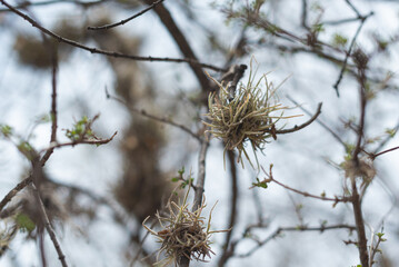 Spanish moss (Tillandsia usneoides) is an epiphytic flowering plant that often grows upon large trees in tropical and subtropical climates