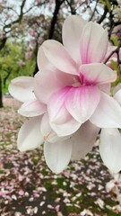 Wall Mural - Large flowers of a blooming pink magnolia in the wind in spring