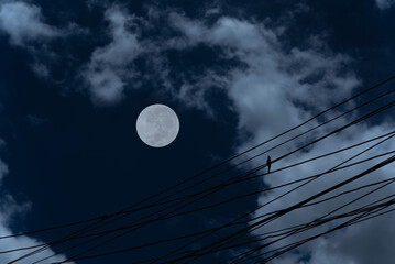Wall Mural - full moon with cloud and bird on electric wire.