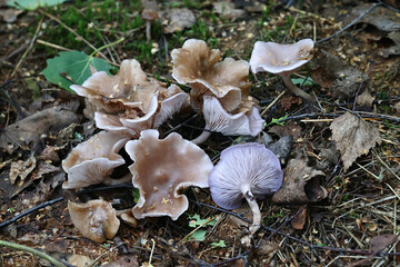 Wall Mural - Slender blewit, Lepista sordida, also called Rhodopaxillus sordidus, wild mushroom from Finland