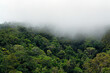 © OzCam - Misty Rainforest near Cairns, Queensland, Australia