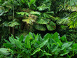 Tropical garden, Queensland, Australia
