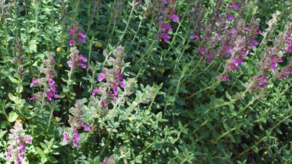 Wall Mural - Wall germander (Teucrium chamadrys) plant in bloom. An evergreen subshrub is grown for its attractive, dark green aromatic foliage and its light pink to deep purple flowers