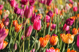 Fototapeta Tulipany - Colorful tulips flowers in bloom in a garden during spring season. Suitable for natural background, wallpaper or screensaver.