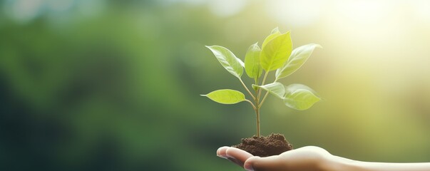 Ecology nature background concept, plant in hands, go green