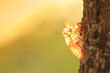 Molting cicada 3