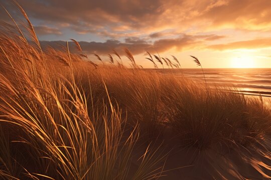 Golden sunlight on beach grass and dunes