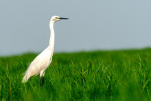 Little Egret In Grassland Of Chilika Lake, India