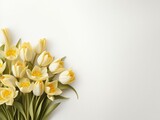 Fototapeta Tulipany - Colorful tulips with white background and blank text space