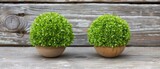 Fototapeta Dziecięca - a couple of small potted plants sitting on top of a wooden table in front of a wooden plank wall.