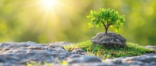 A Small Tree Growing On Top Of A Rock In The Middle Of A Field Of Grass With The Sun Shining In The Background.