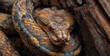 Close up of a Corn Snake,Close-up of Burmese Python