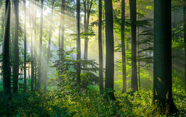 Canvas Print - Sunny morning in the forest