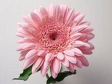 Pink Gerbera Daisy Flower Against A White Background